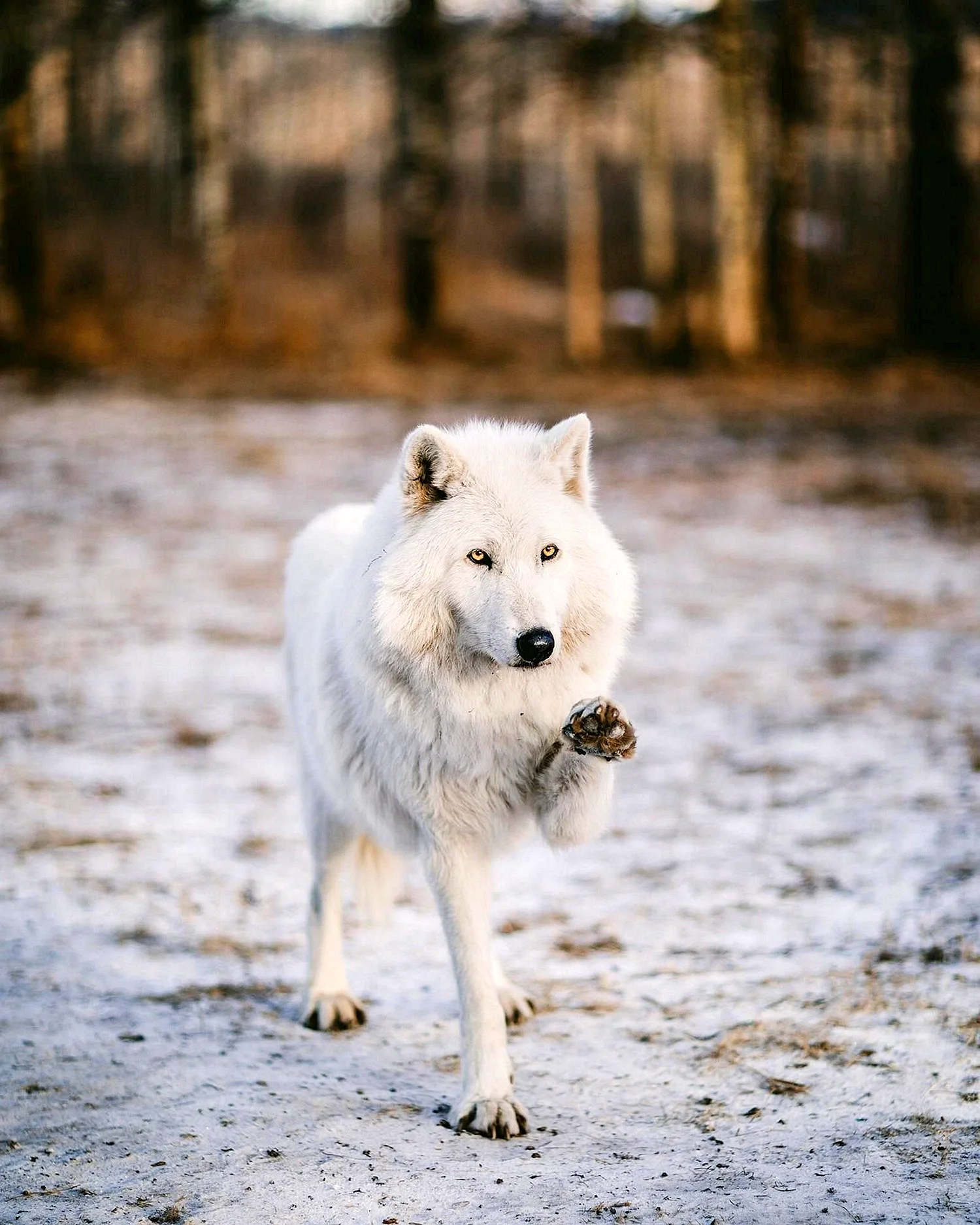 Мелвильский островной Арктический волк