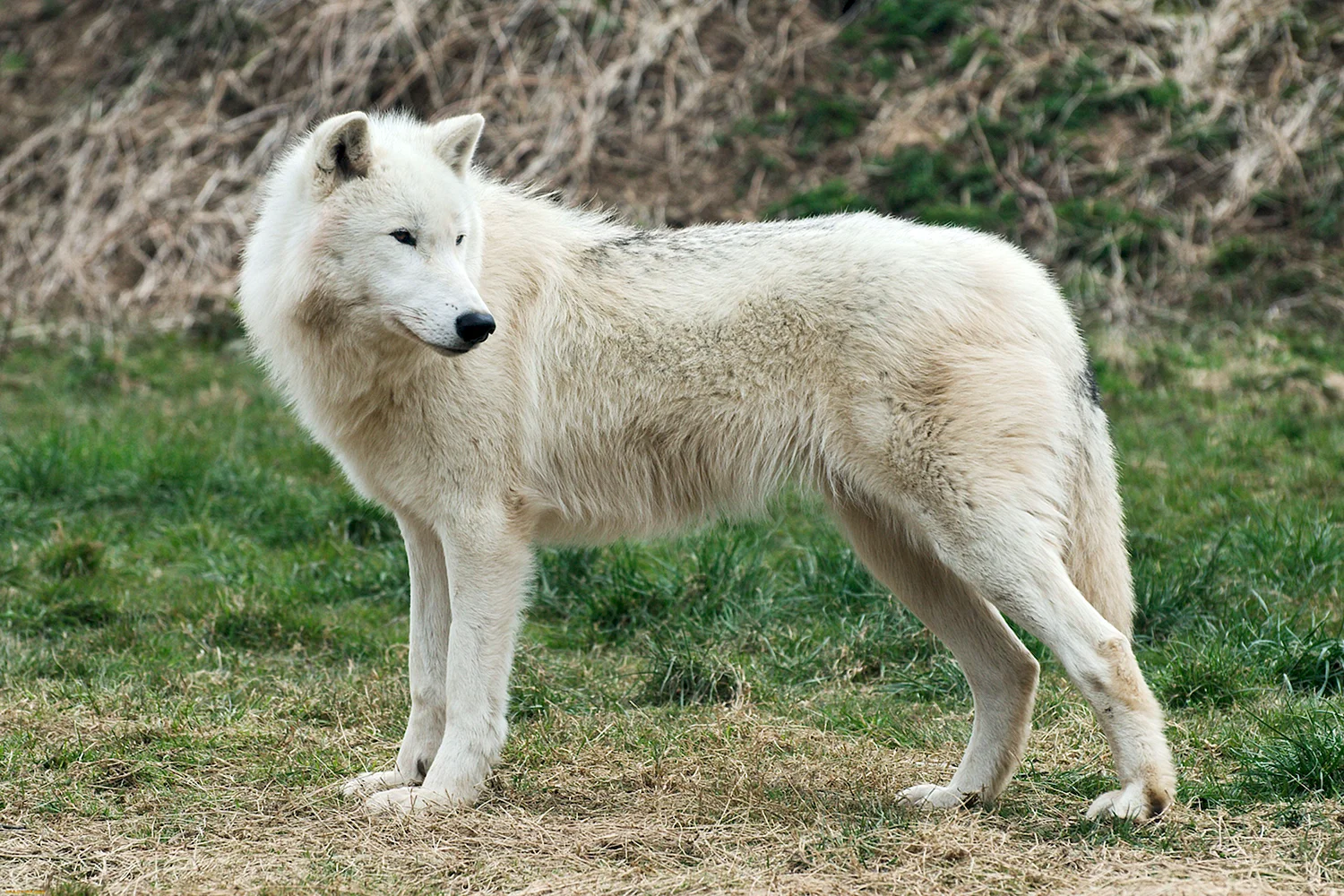 Мелвильский островной волк