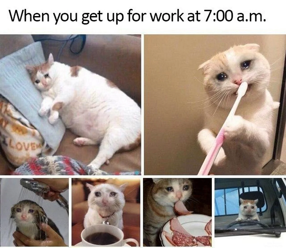Мемы с котиками и утром