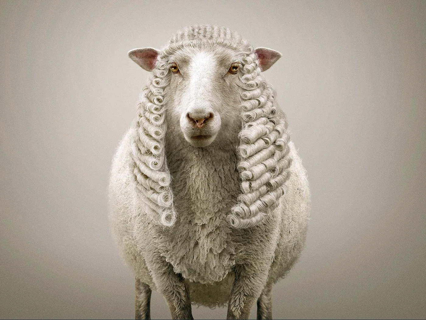 Меринос овцы