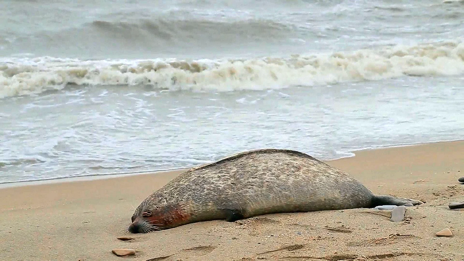 Мертвые тюлени на берегу Каспийского моря