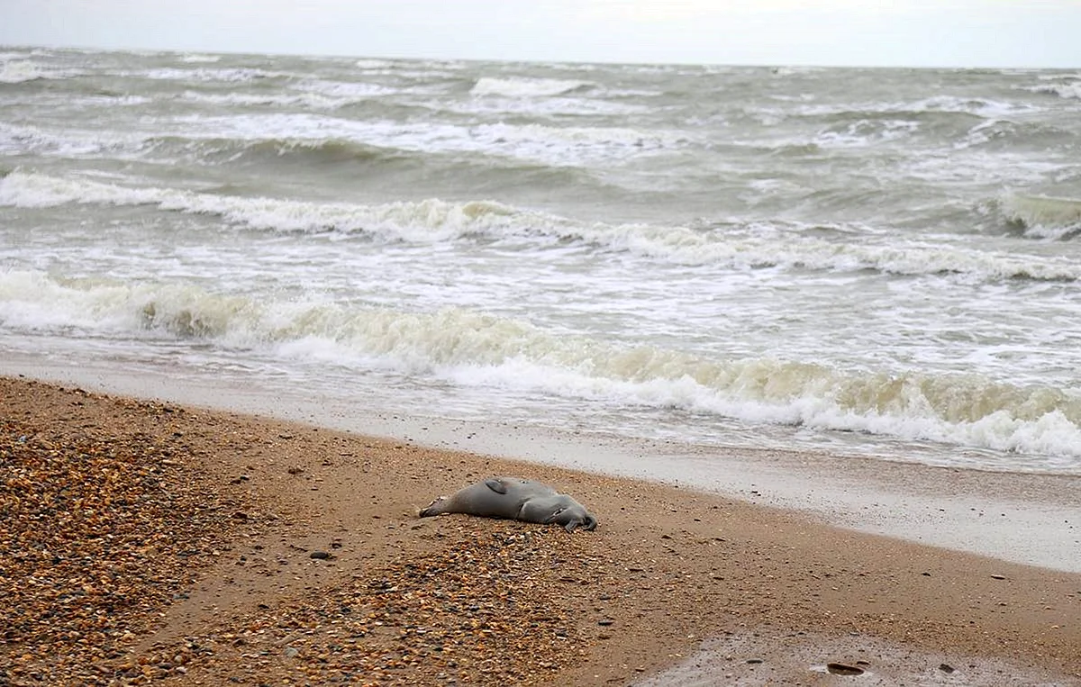 Мертвые тюлени на берегу Каспийского моря