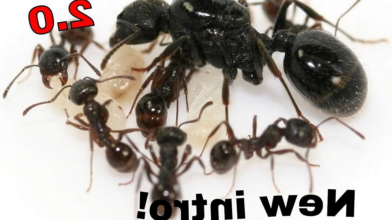 Messor structor муравей-Жнец