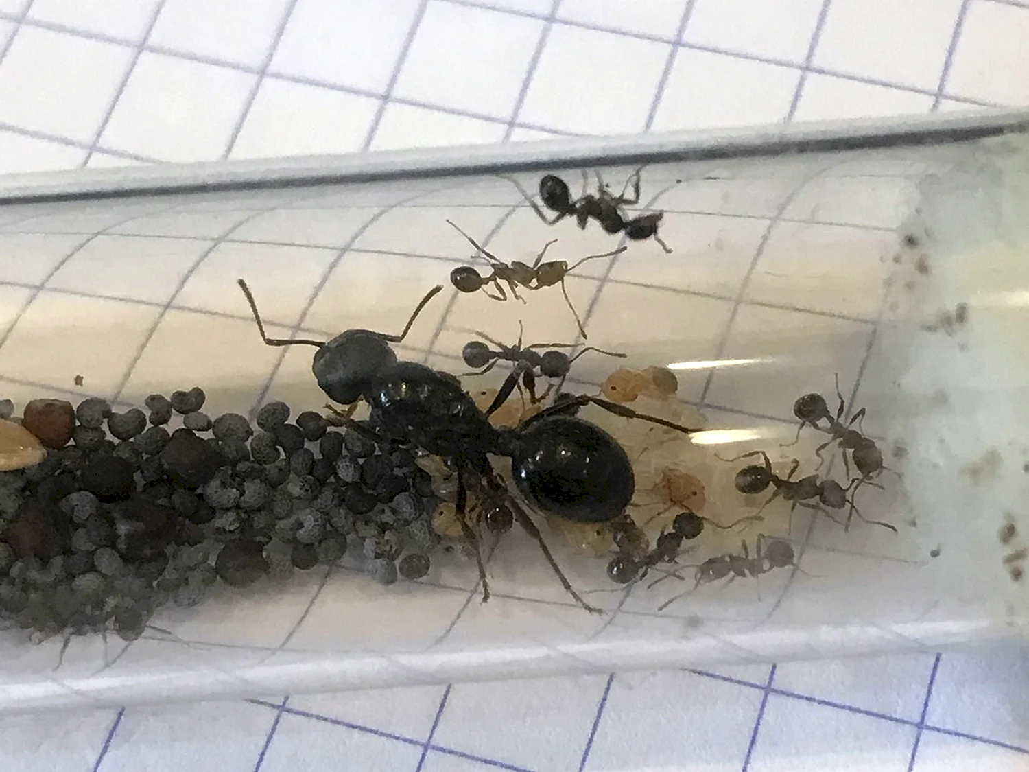 Messor structor муравей-Жнец