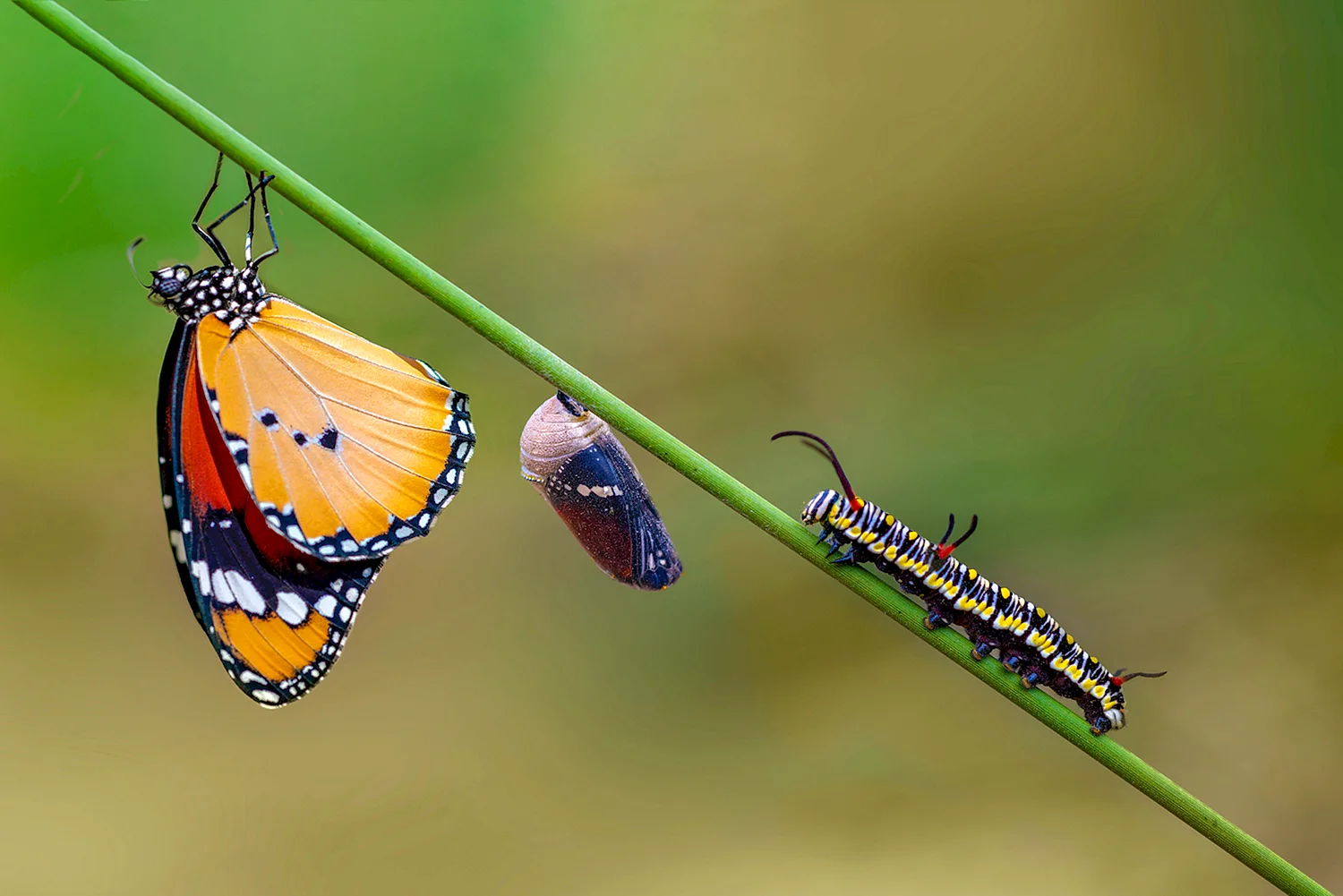 Метаморфоза гусеницы в бабочку