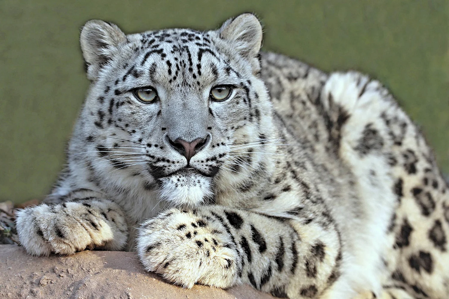 Международный день снежного Барса (International Snow Leopard Day)7