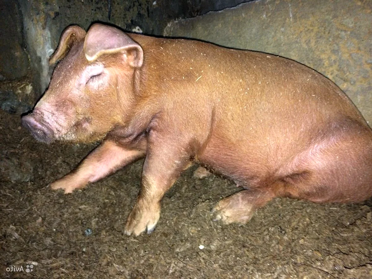 Мясная порода свиней дюрок