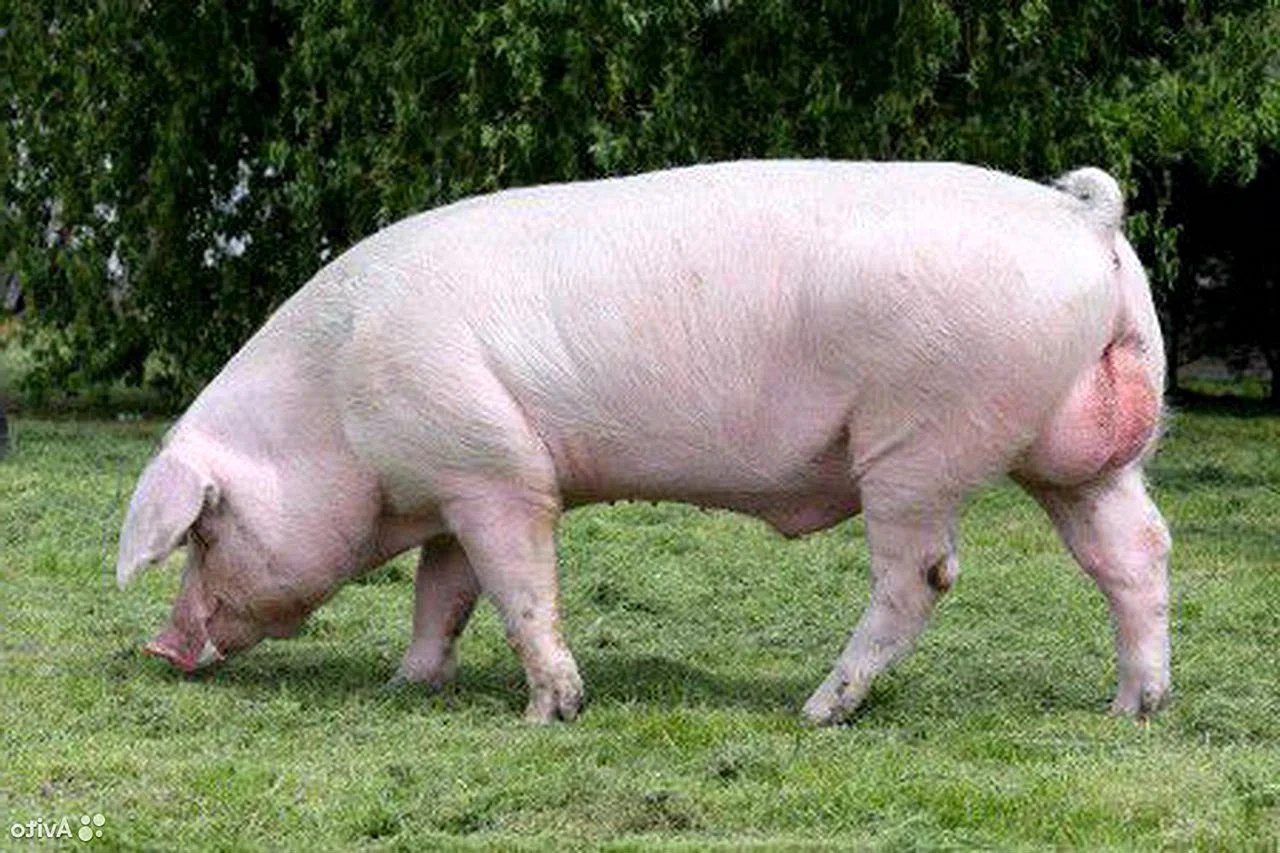 Мясная порода свиней ландрас
