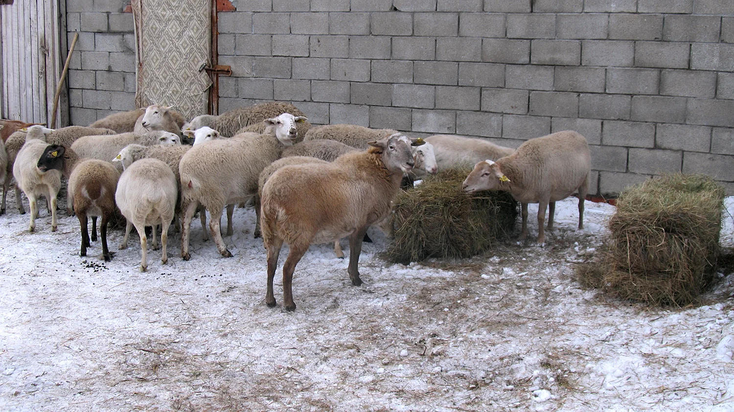 Мясо Катумской овцы