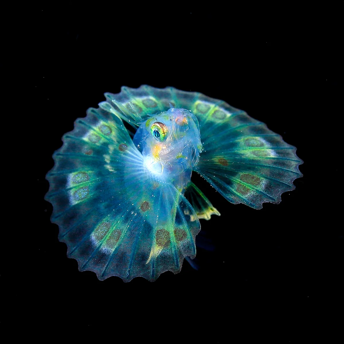 Мятный ангел глубоководная рыбка