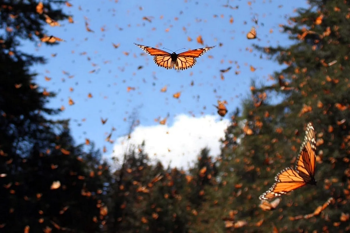 Миграция бабочек монархов Мексика