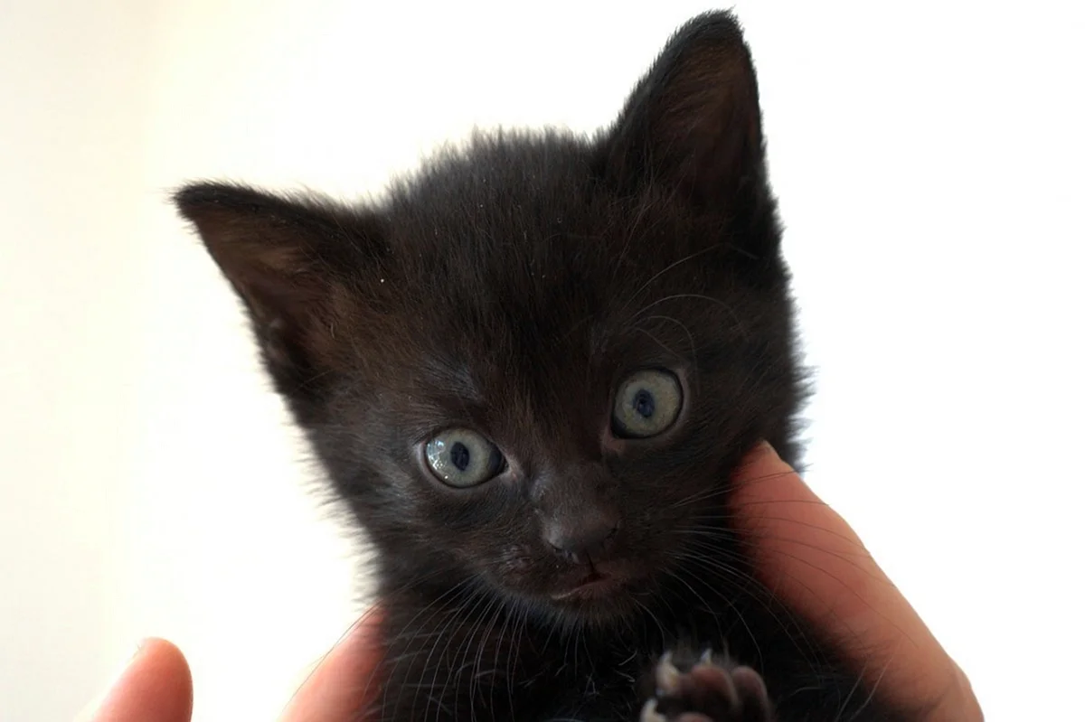 Милые чёрные котята