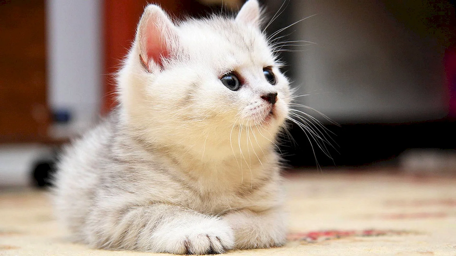 Милые кошечки