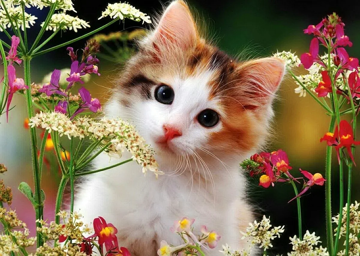 Милые кошки и цветы