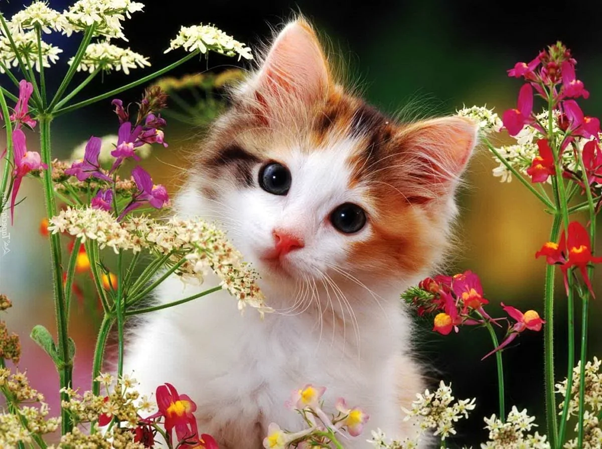 Милые кошки и цветы