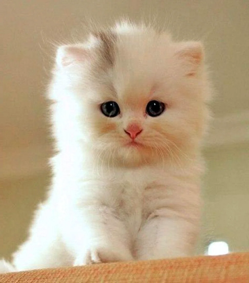 Милые котята белые пушистые