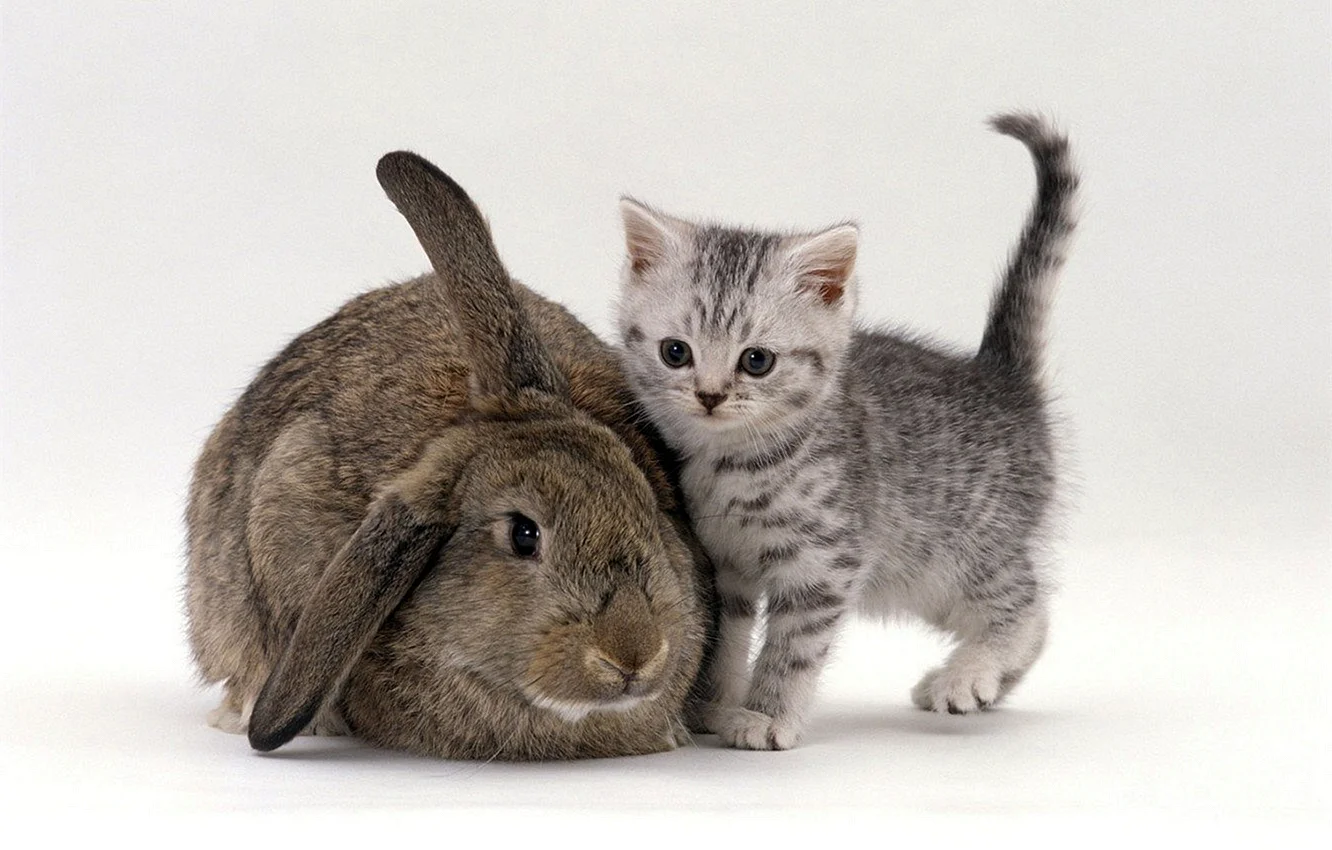 Милые котята и кролики