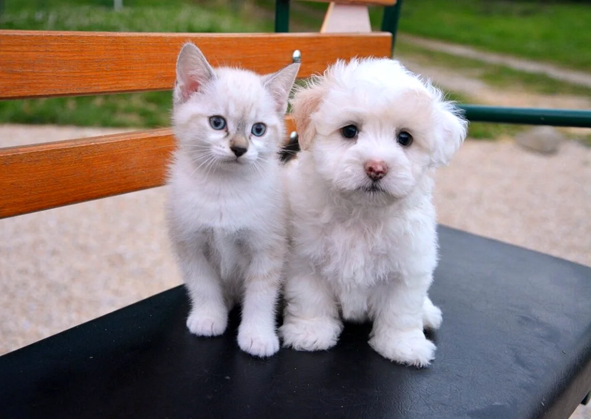 Милые котята и щенки