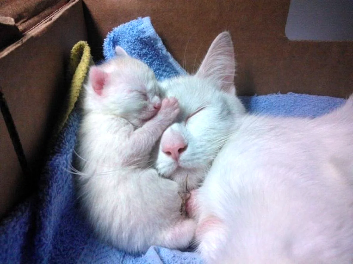 Милые котята с мамой