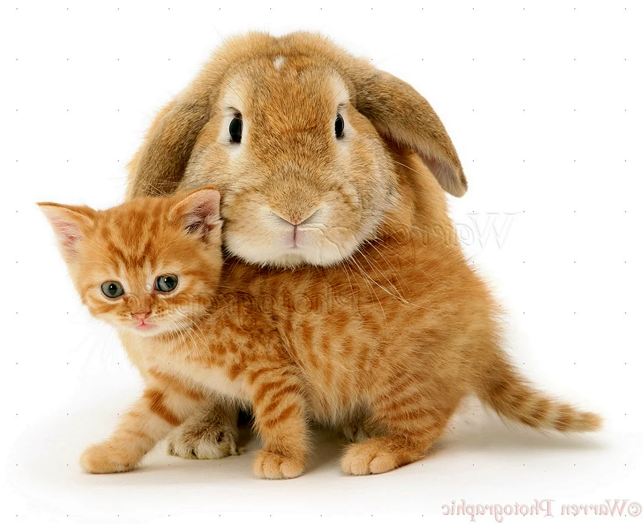 Милые котики и кролики