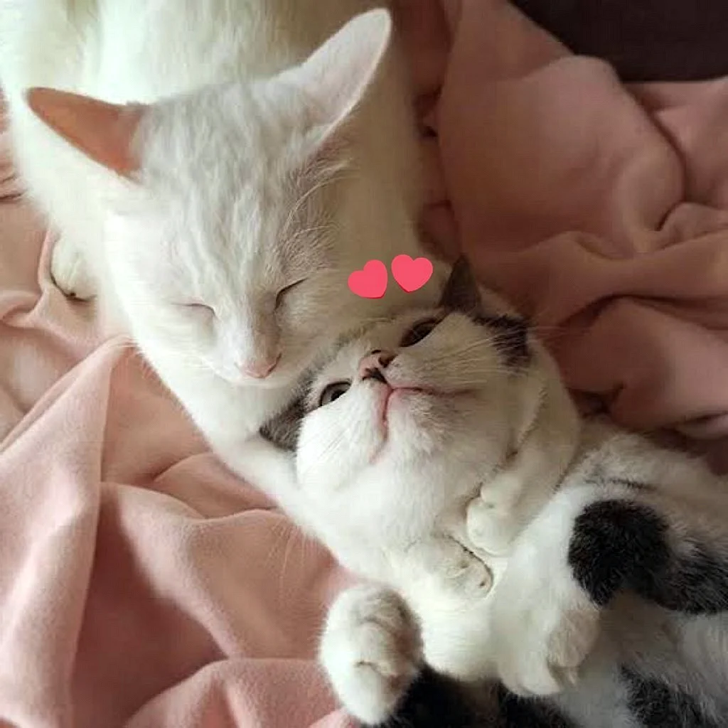 Милые котики пара