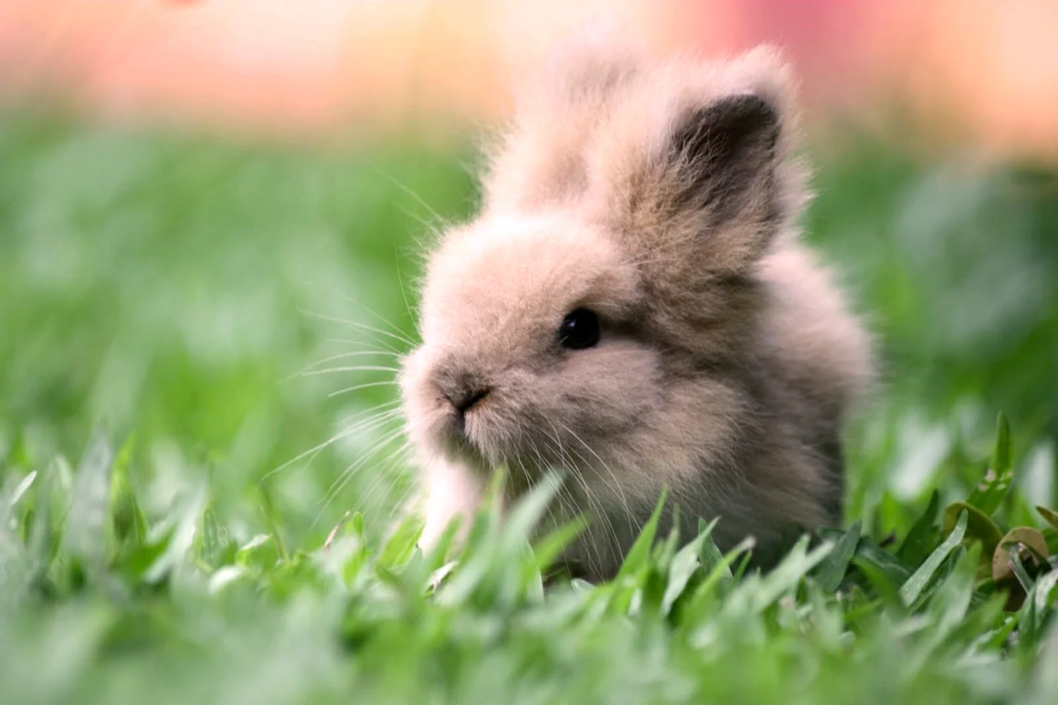 Милые кролик с крольчатами