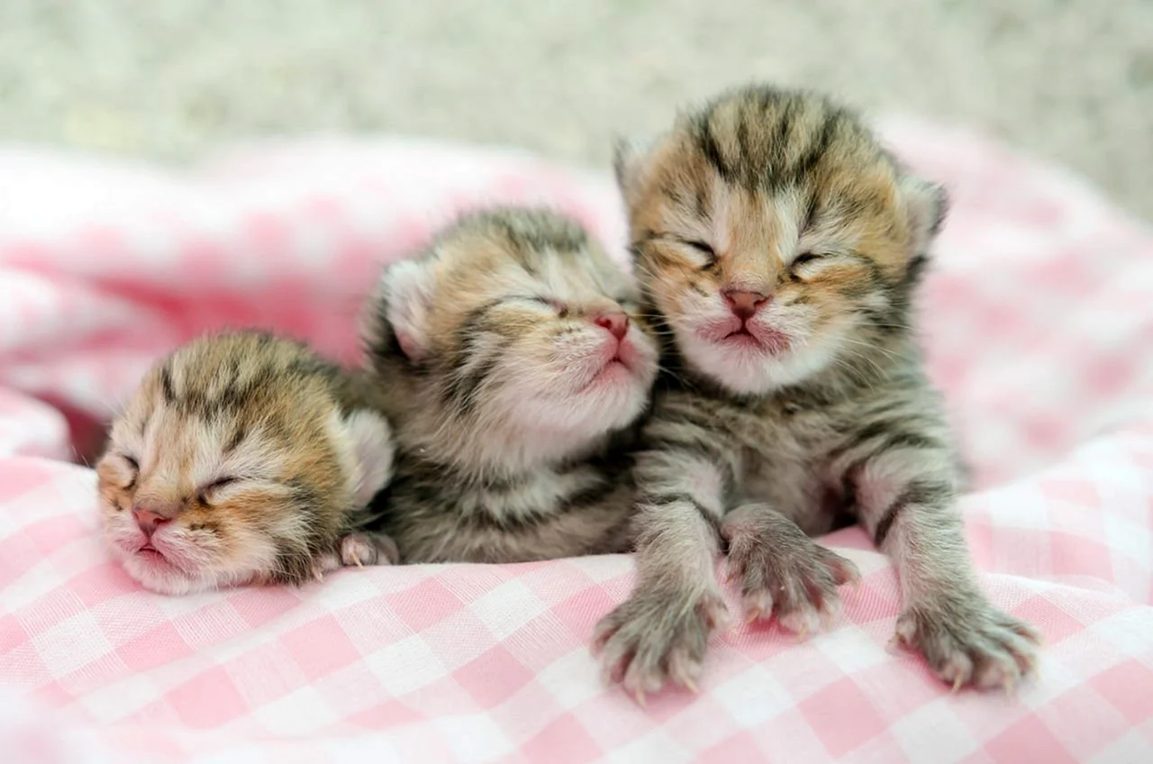 Милые Новорожденные котята