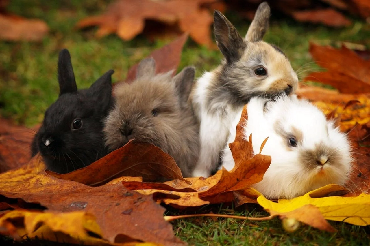 Милые осенние кролики