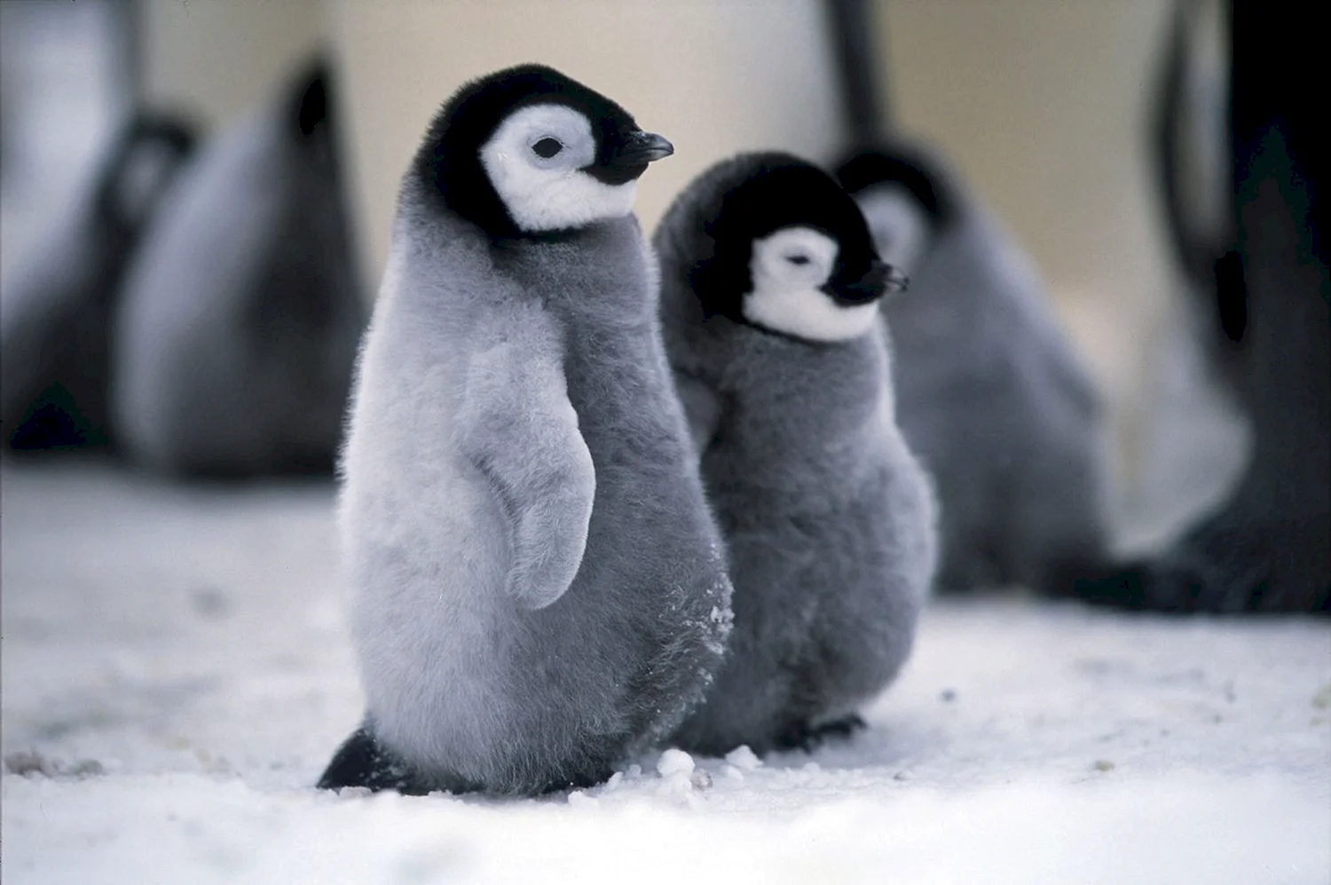 Милые Пингвинята