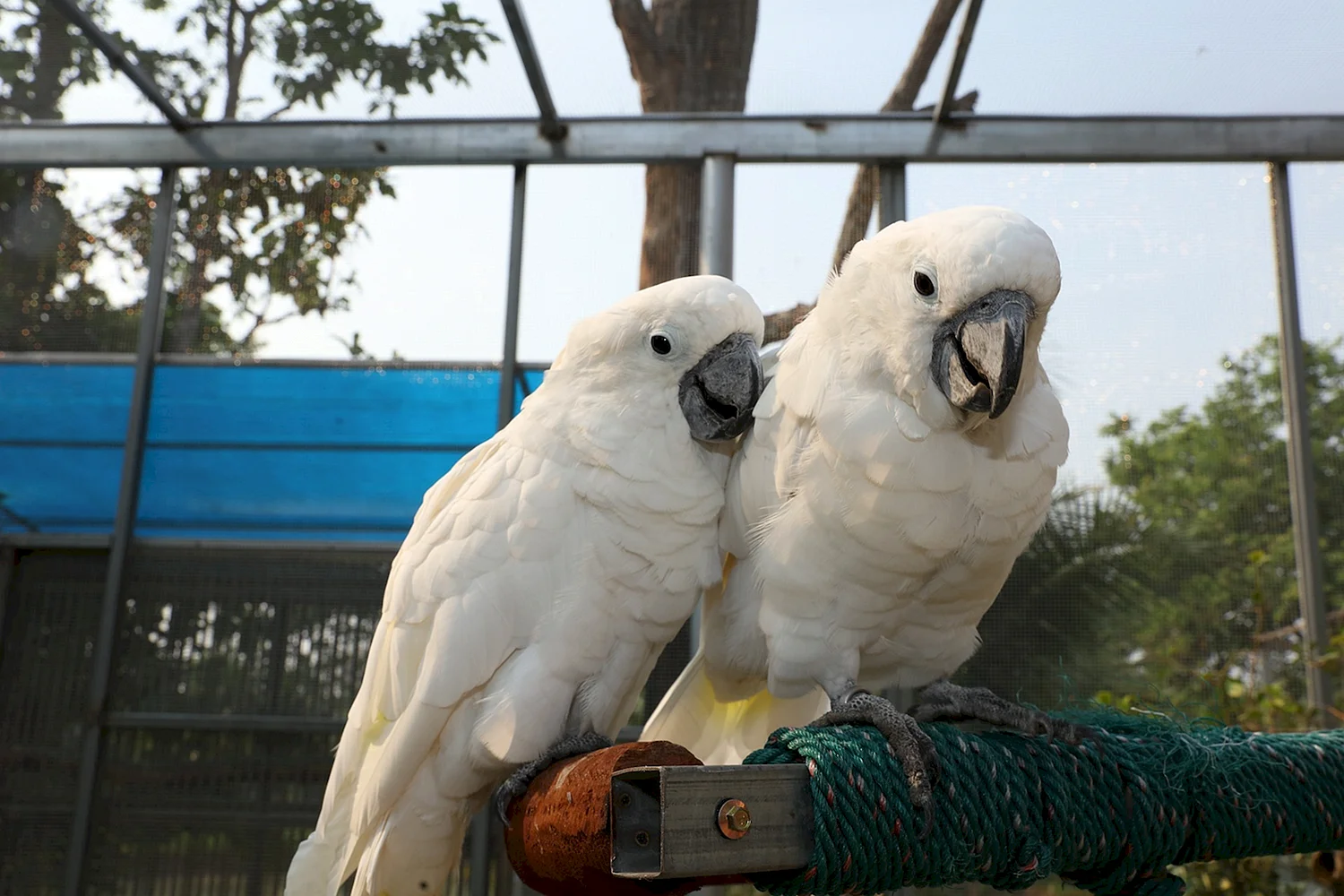 Милые попугаи белые