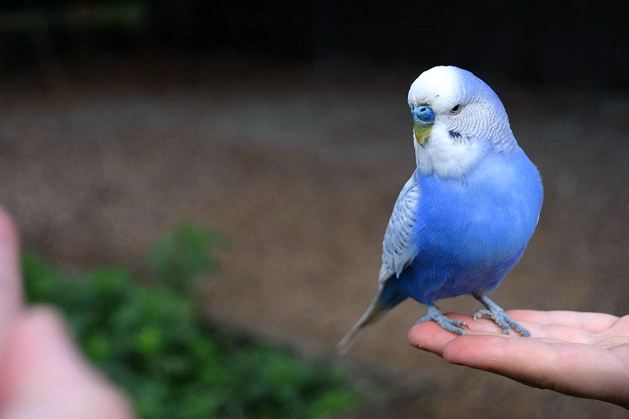 Милые попугаи голубые