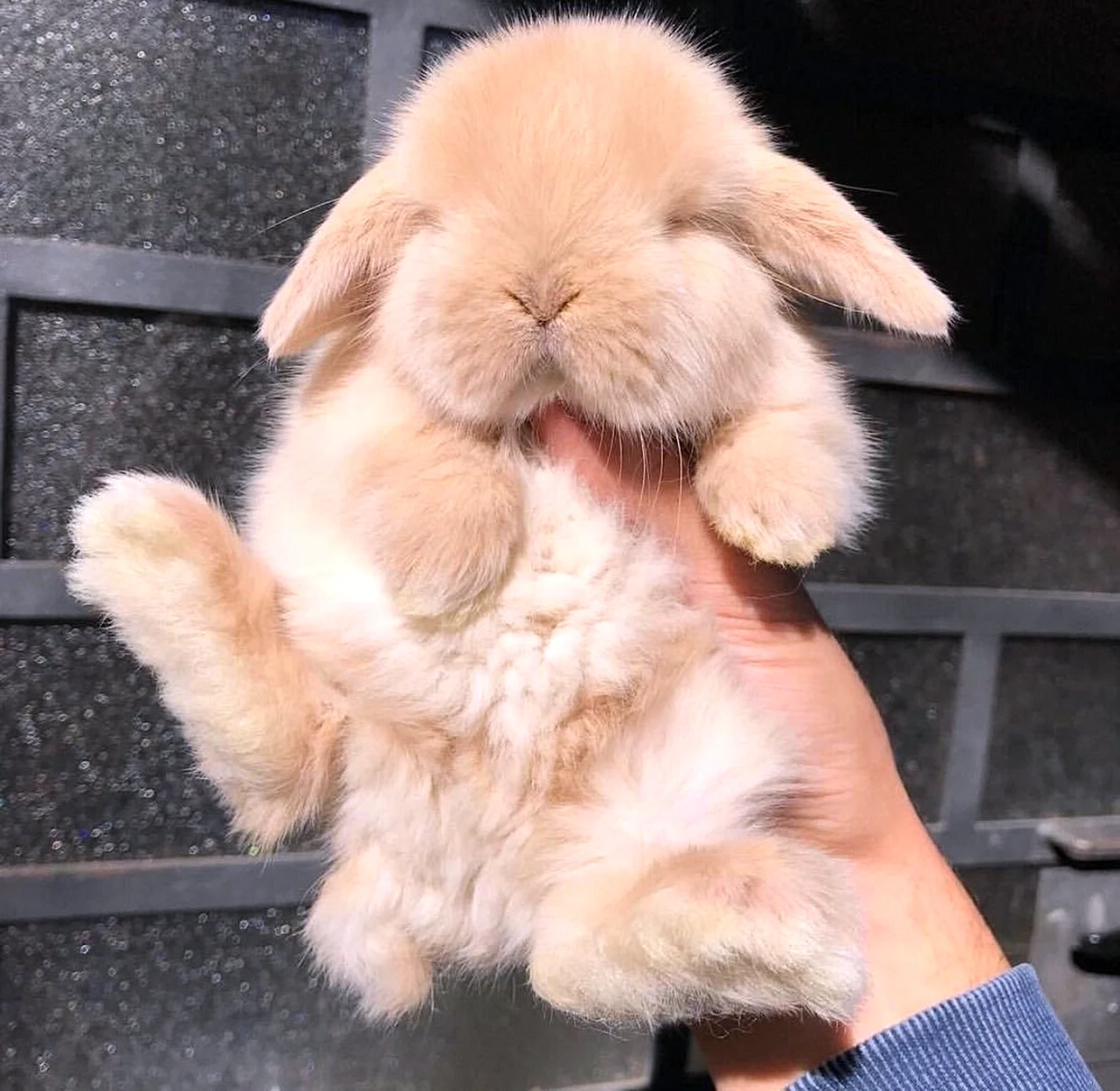 Милые пушистые кролики