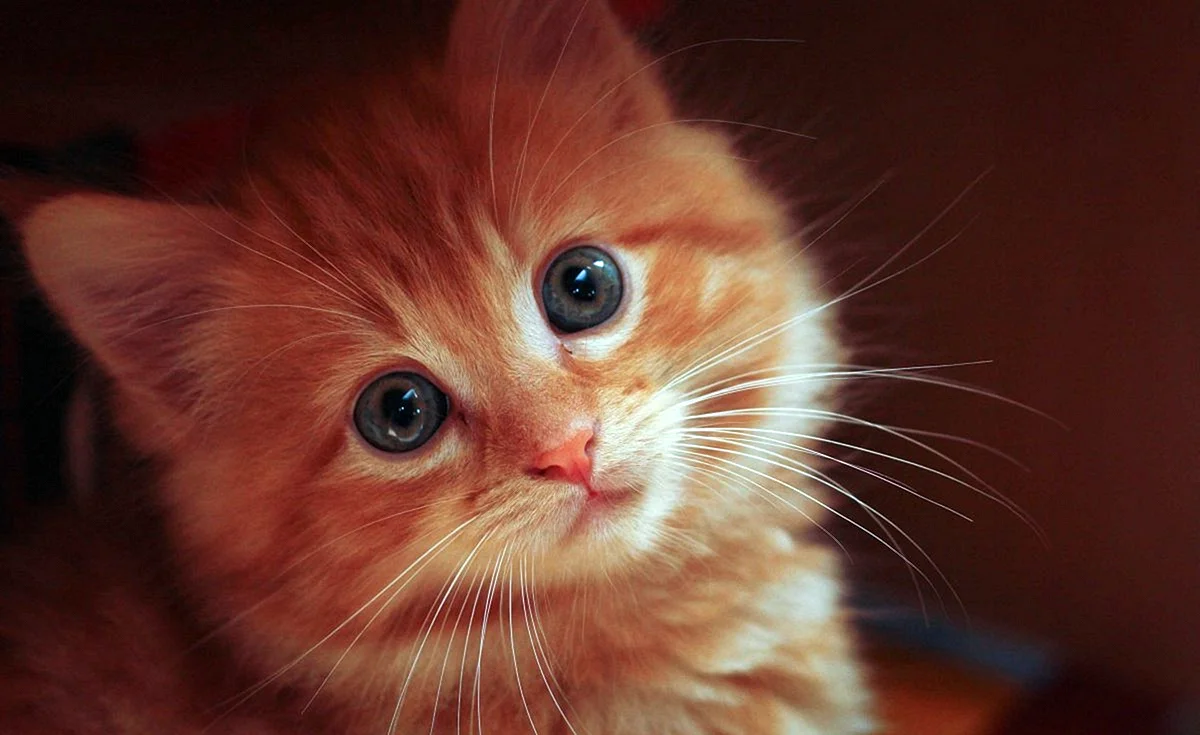 Милые рыжие котята