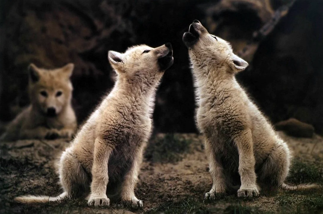 Милые волчата