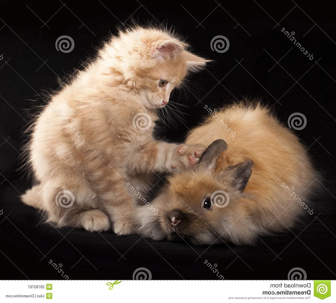Милые животные кролик и котенок