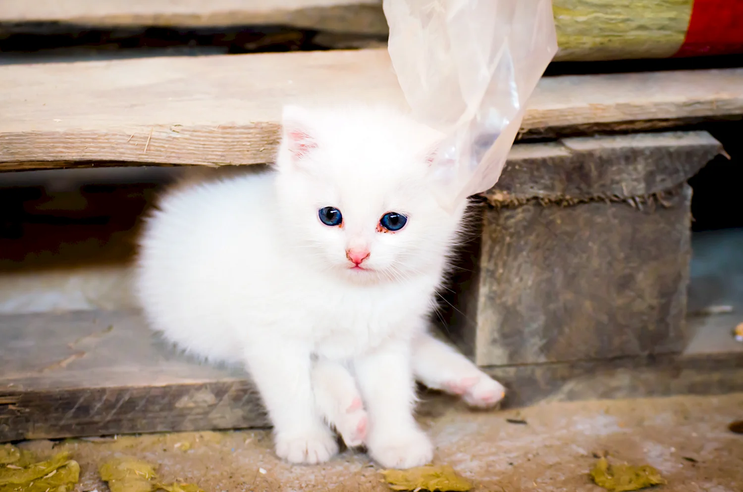 Милый белый котенок