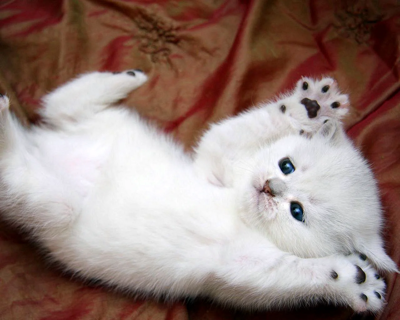 Милый белый котенок