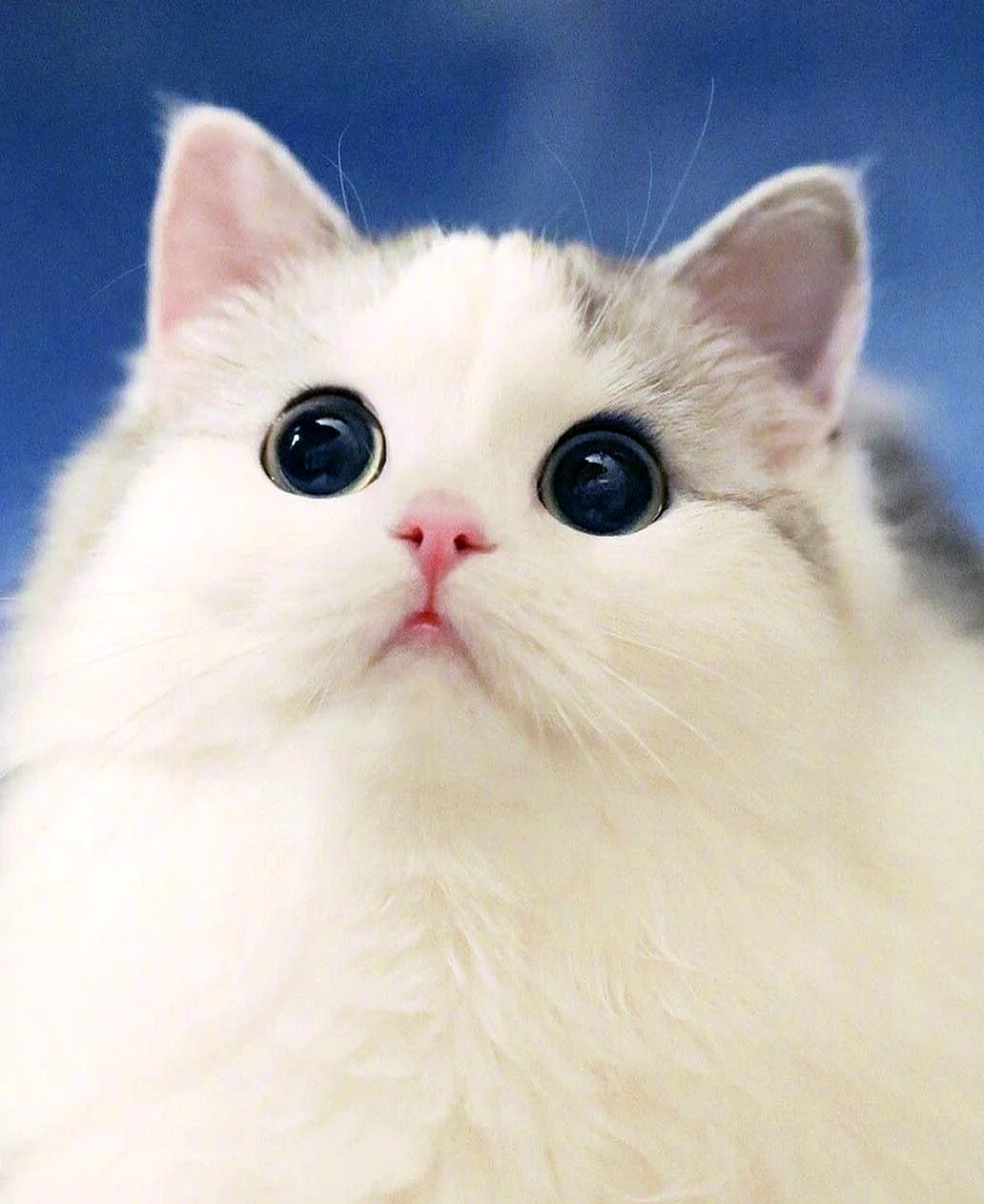 Милый кот с большими глазами