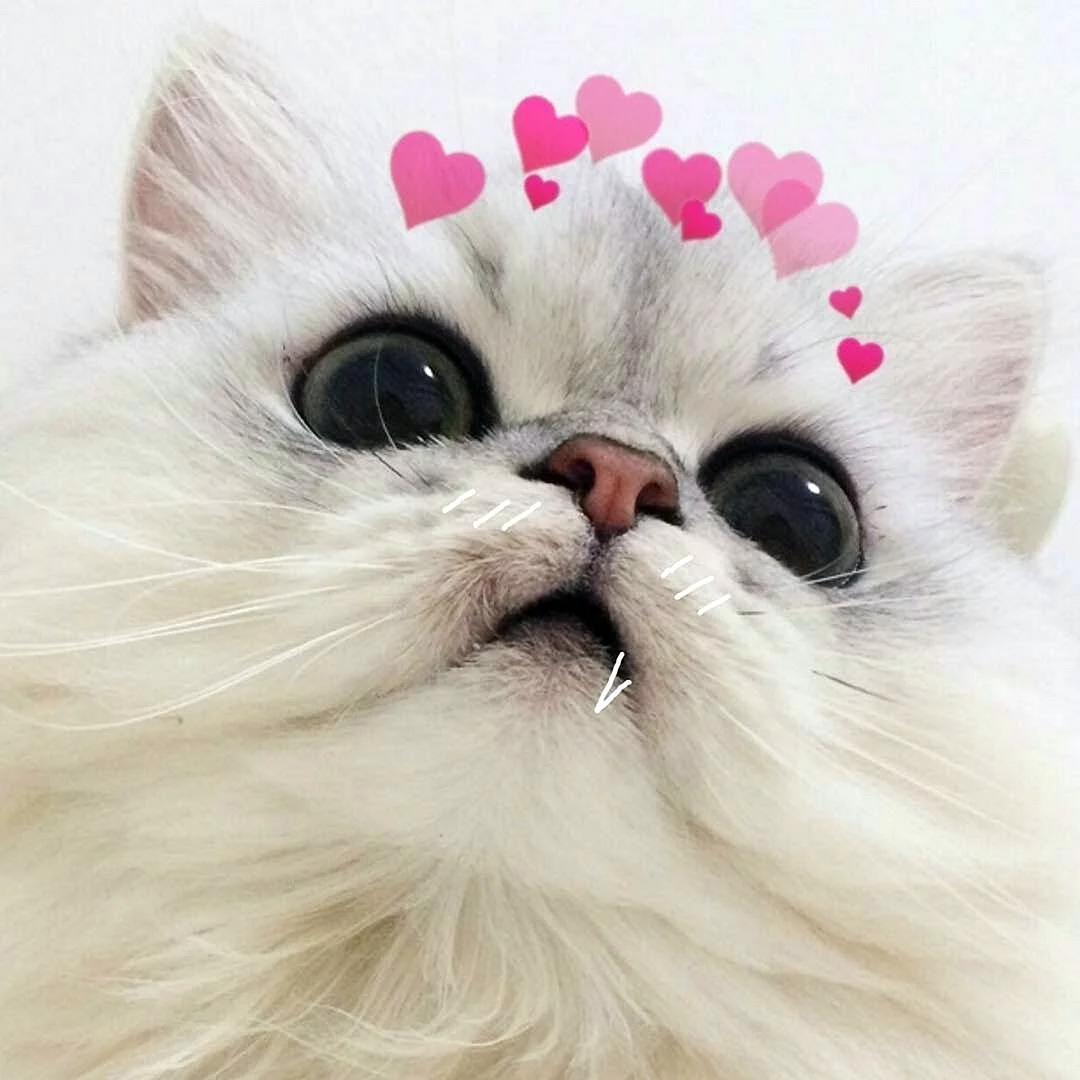 Милый котик с сердечками