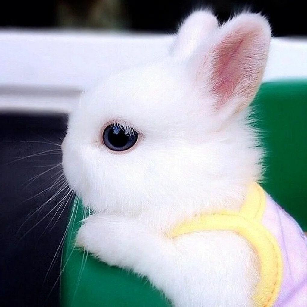 Милый кролик