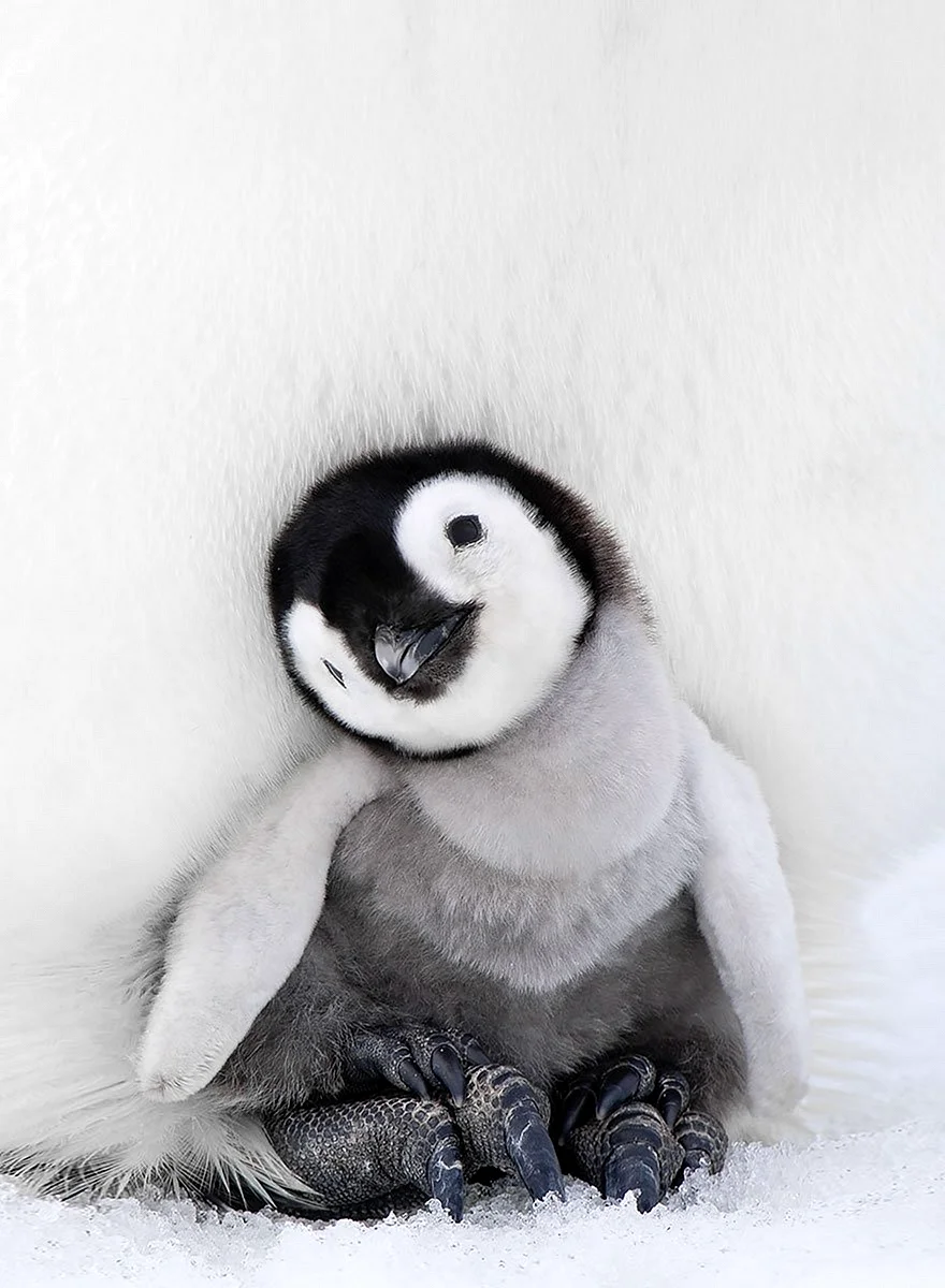Милый Пингвин