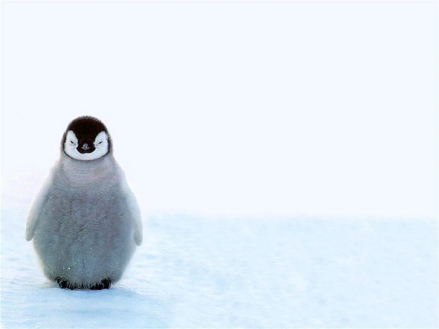 Милый Пингвин