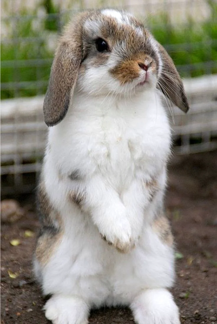Mini lop кролик