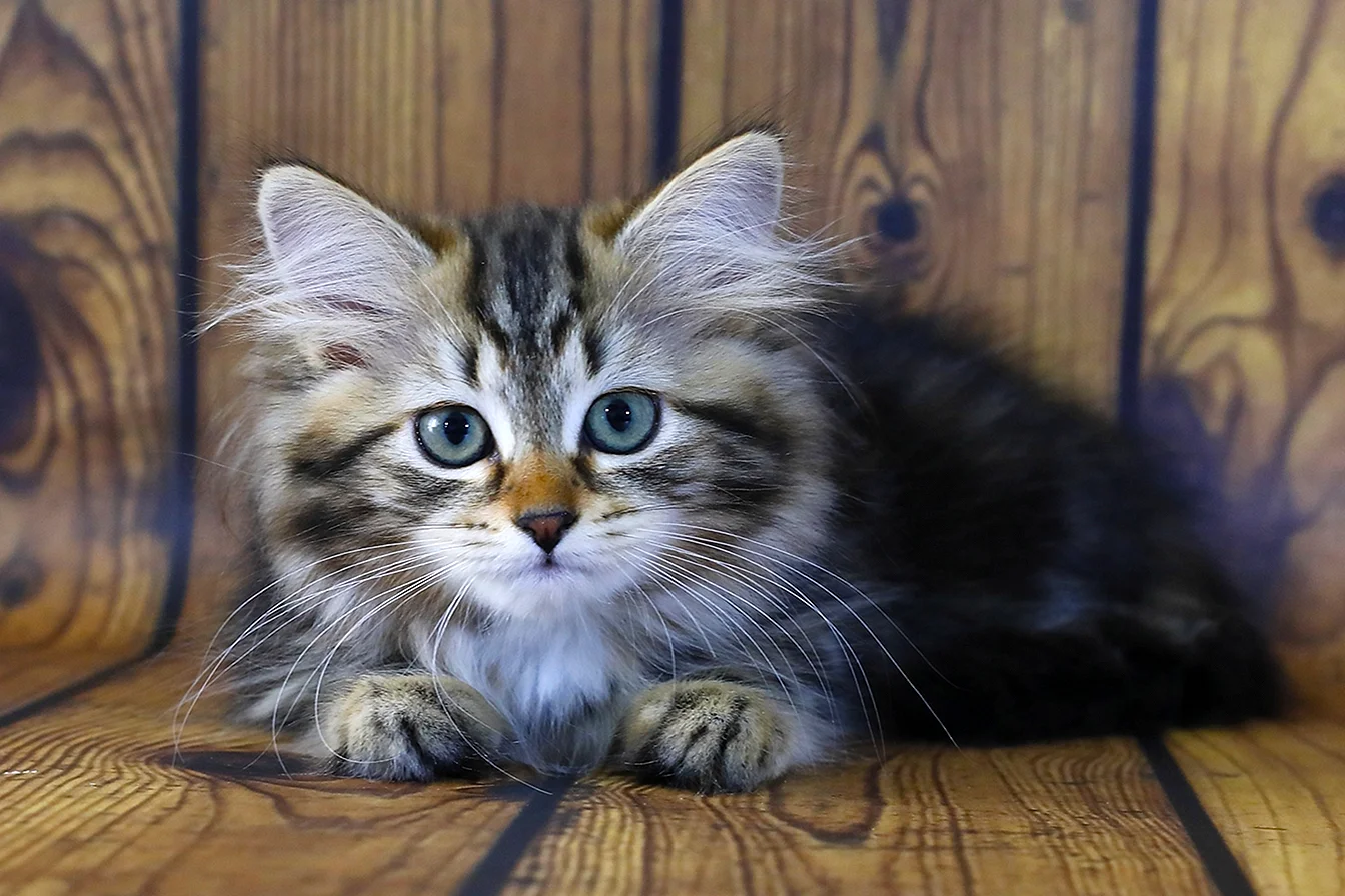 Миниатюрная Сибирская кошка