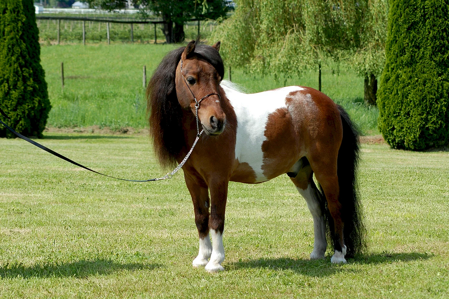 Мини-лошадь