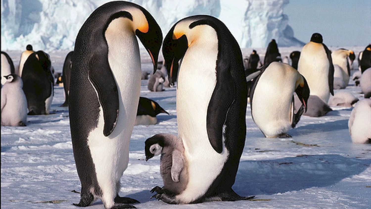 Мир животных пингвины
