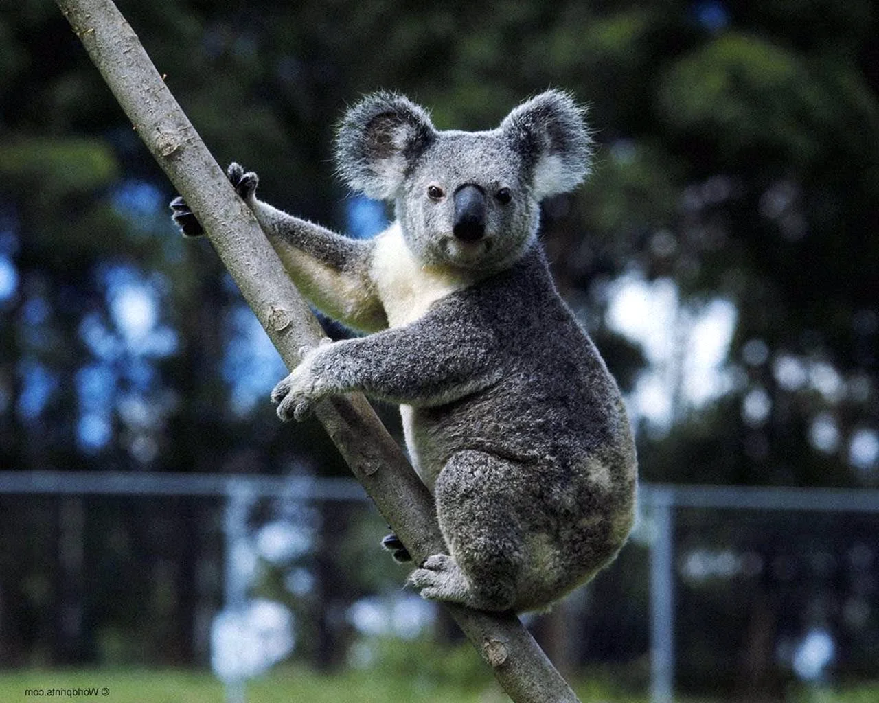 Мишка коала
