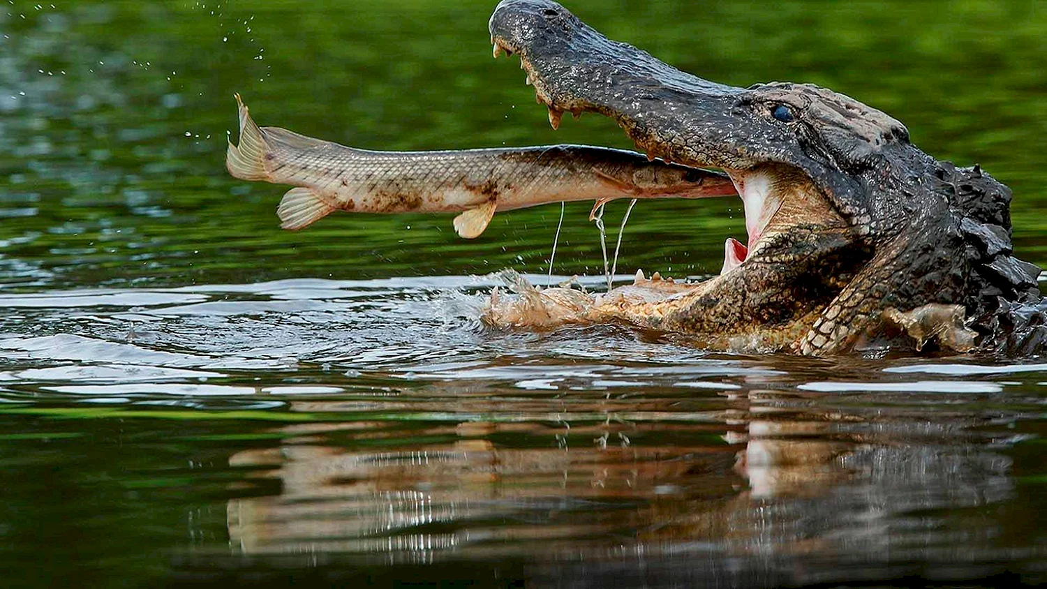 Миссисипский Аллигатор ест рыбу