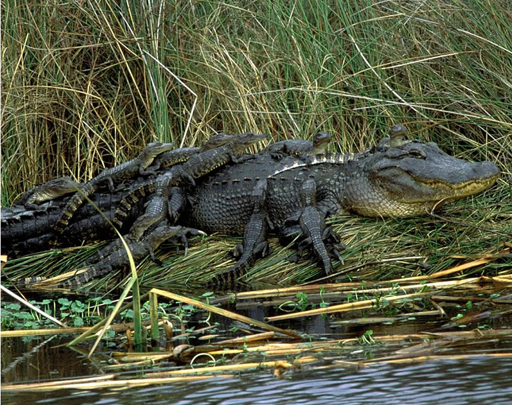 Миссисипский Аллигатор и Нильский крокодил