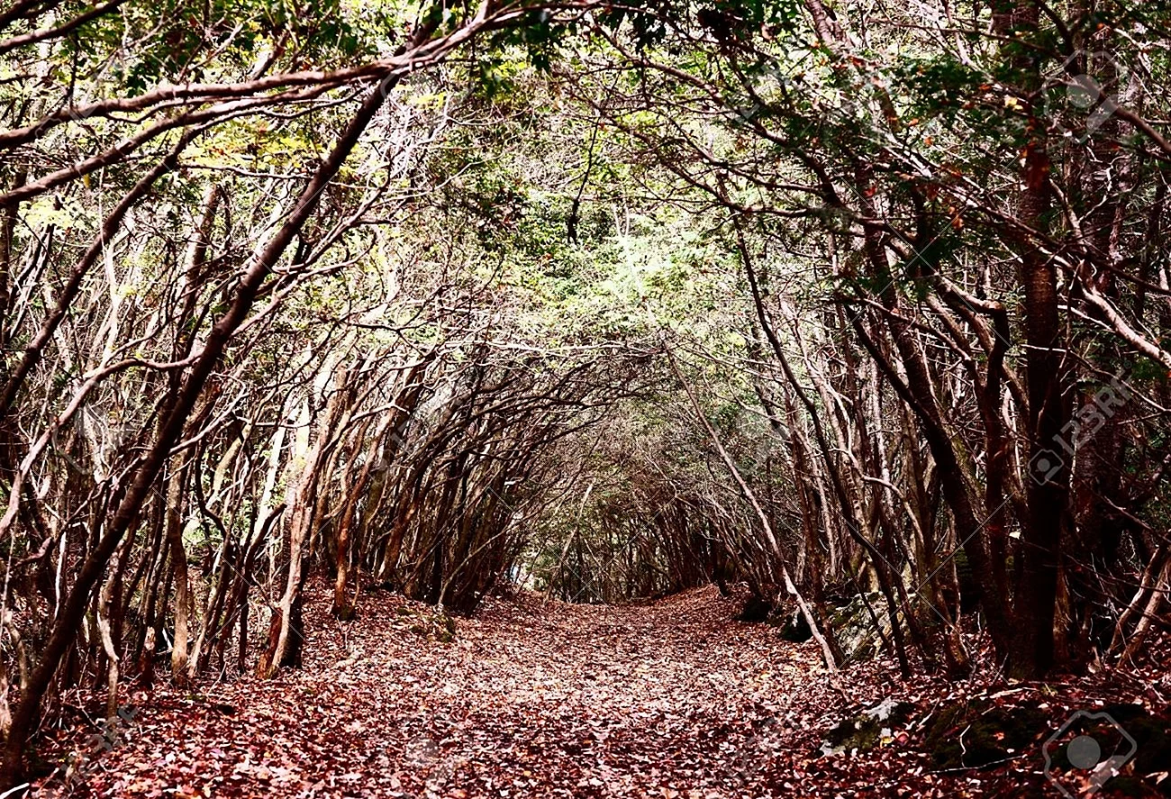Мистический лес Аокигахара Япония